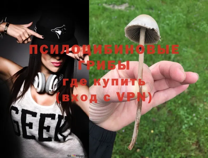 где найти   Серов  Псилоцибиновые грибы Psilocybe 